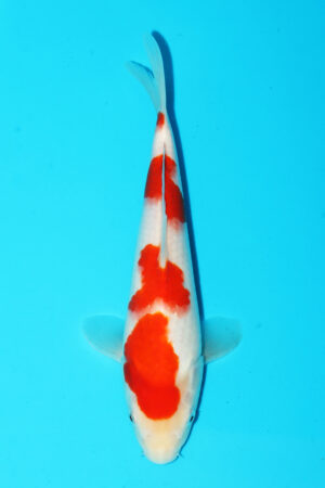 GK-3550 - Kohaku - Hiroi/Connias