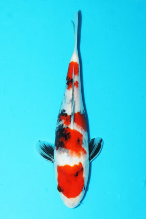 GK-3558 - Showa - Hiroi/Connias