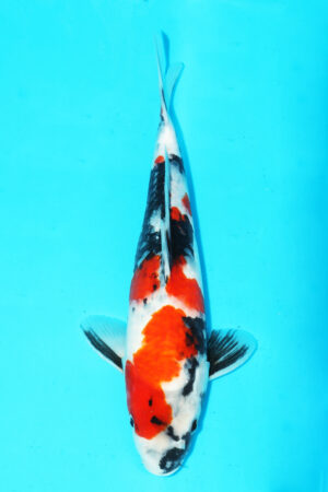 GK-3559 - Showa - Hiroi/Connias