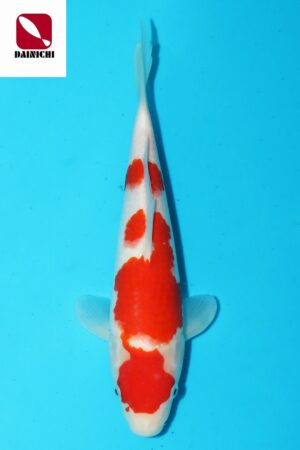 GK-3560 - Kohaku - Dainichi