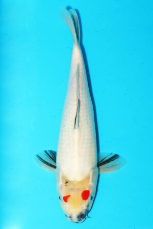 GK-3561 - Showa - Dainichi