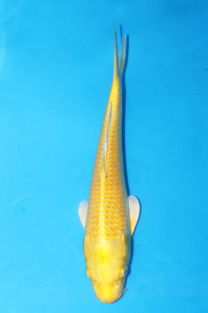 A-0014 - Yamabuki Ogon - Izumiya