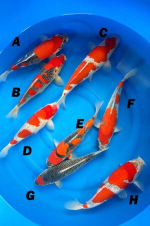 GK-3539 - Goshiki - Kanno