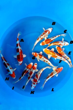 GK-3528 - Kujaku - Hosokai