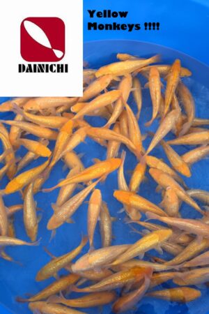 GK-3415 - Gin Rin Karashigoi - Dainichi