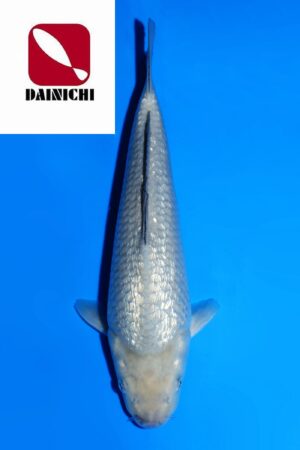 GK-3641 - Gin Rin Soragoi - Dainichi