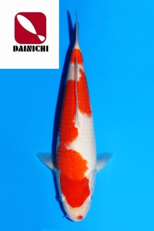 GK-3642 - Kohaku - Dainichi