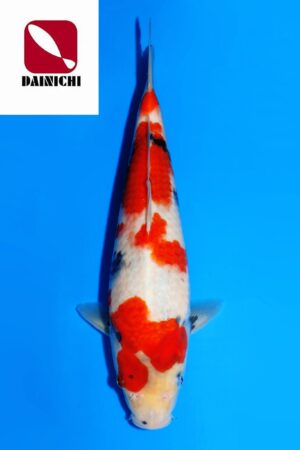 GK-3643 - Showa - Dainichi