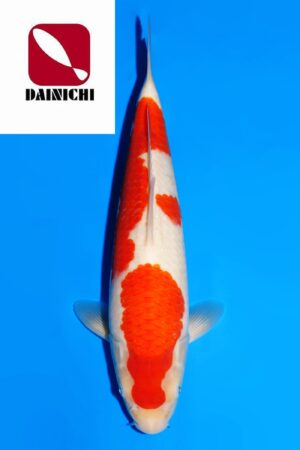 GK-3648 - Kohaku - Dainichi