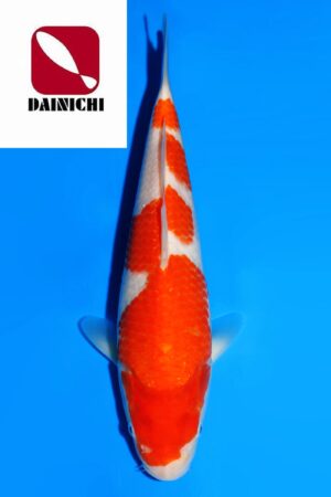 GK-3649 - Kohaku - Dainichi