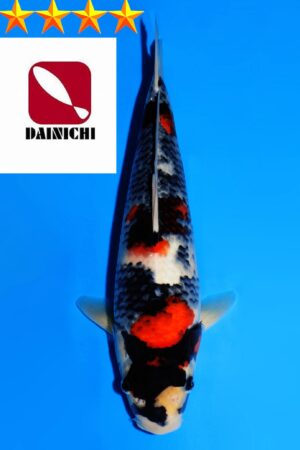 GK-3650 - Showa - Dainichi