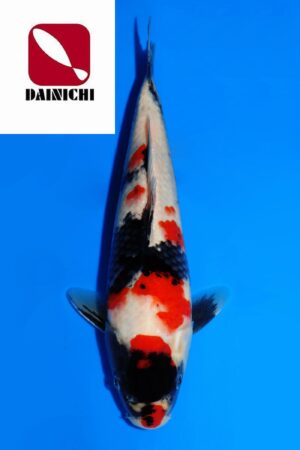 GK-3652 - Showa - Dainichi