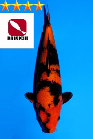 GK-3661 - Hi Utsuri - Dainichi