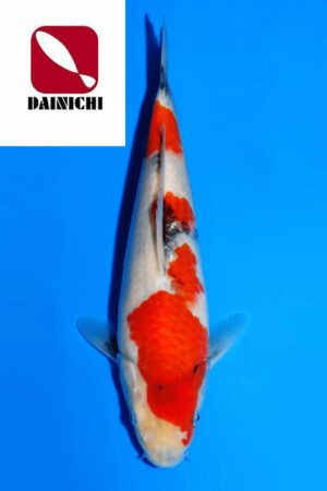 GK-3667 - Showa - Dainichi