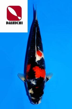 GK-3668 - Showa - Dainichi