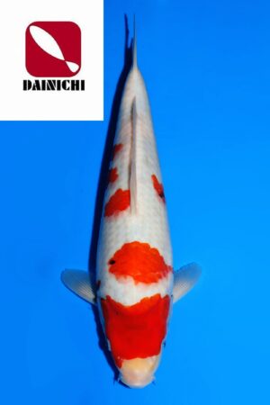 GK-3675 - Showa - Dainichi