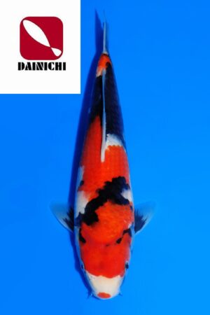 GK-3676 - Showa - Dainichi