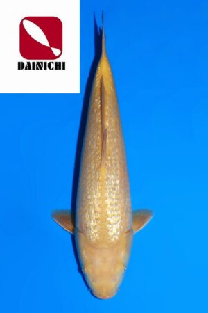 GK-3677 - Gin Rin Karashigoi - Dainichi