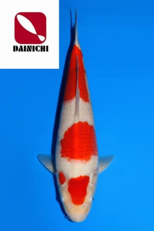 GK-3682 - Kohaku - Dainichi