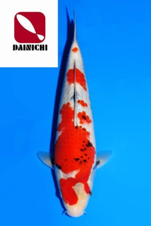 GK-3684 - Showa - Dainichi