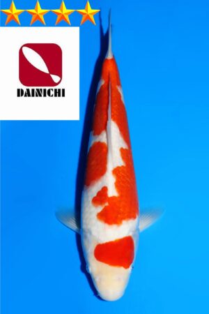 GK-3685 - Kohaku - Dainichi