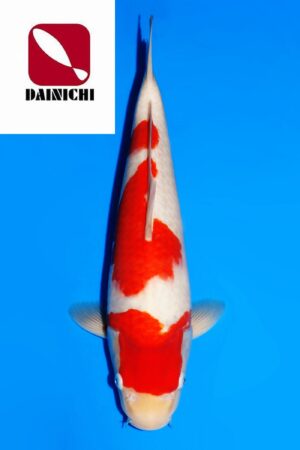 GK-3686 - Kohaku - Dainichi
