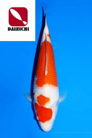GK-3689 - Kohaku - Dainichi