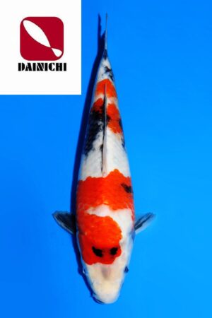 GK-3690 - Showa - Dainichi
