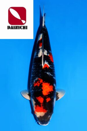 GK-3695 - Showa - Dainichi