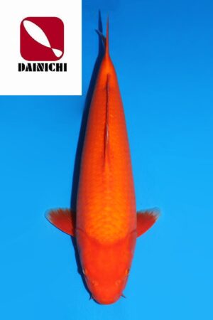 GK-3696 - Benigoi - Dainichi