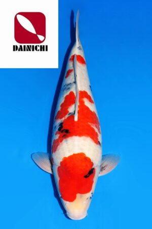 GK-3697 - Showa - Dainichi