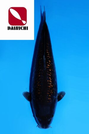 GK-2505 - Black Zeus - Dainichi