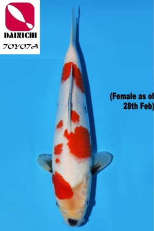 GK-3709 - Showa - Dainichi