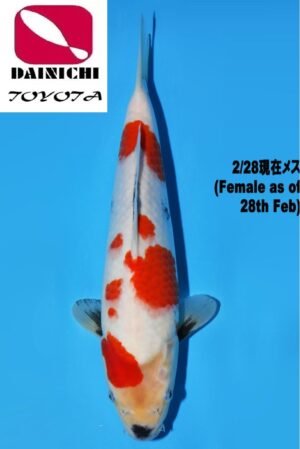 GK-3709 - Showa - Dainichi