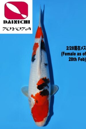 GK-3710 - Showa - Dainichi