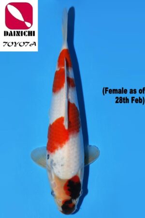 GK-3711 - Showa - Dainichi