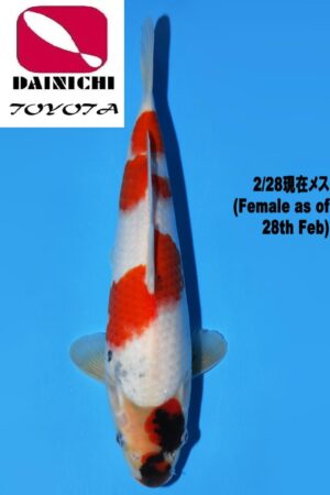 GK-3710 - Showa - Dainichi