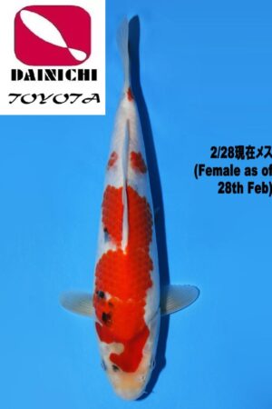 GK-3712 - Showa - Dainichi