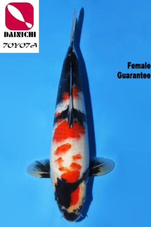 GK-3713 - Showa - Dainichi