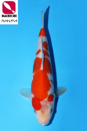 GK-3588 - Showa - Dainichi