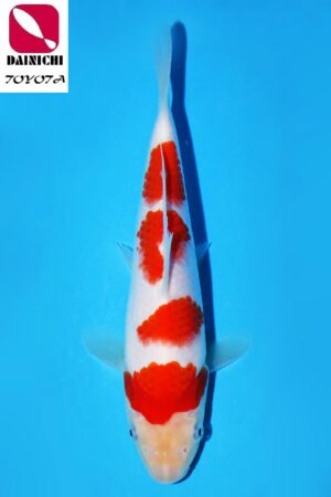 GK-3589 - Kohaku - Dainichi
