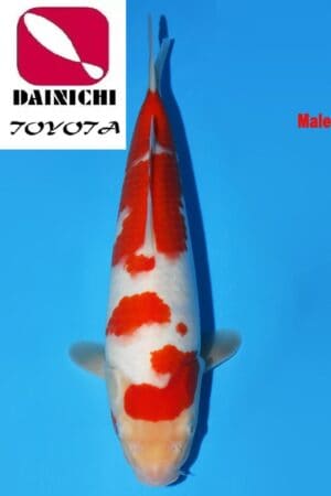 GK-3718 - Kohaku - Dainichi