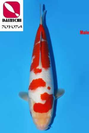 GK-3718 - Kohaku - Dainichi