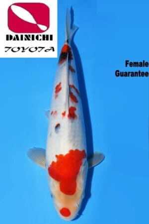 GK-2528 - Showa - Dainichi