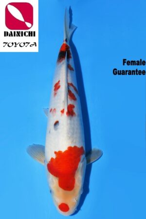 GK-3719 - Showa - Dainichi