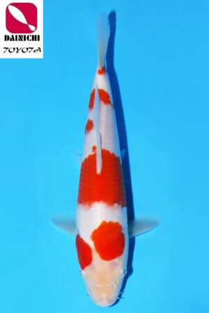 GK-3591 - Kohaku - Dainichi