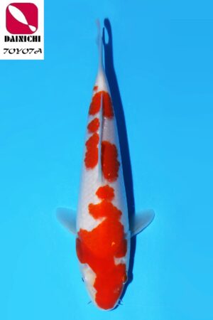 GK-3592 - Kohaku - Dainichi
