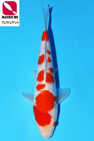 GK-3593 - Kohaku - Dainichi