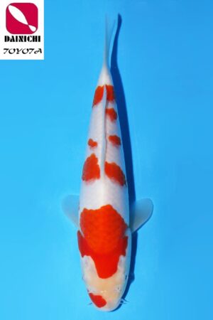 GK-3596 - Kohaku - Dainichi