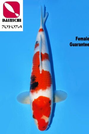 GK-3723 - Showa - Dainichi